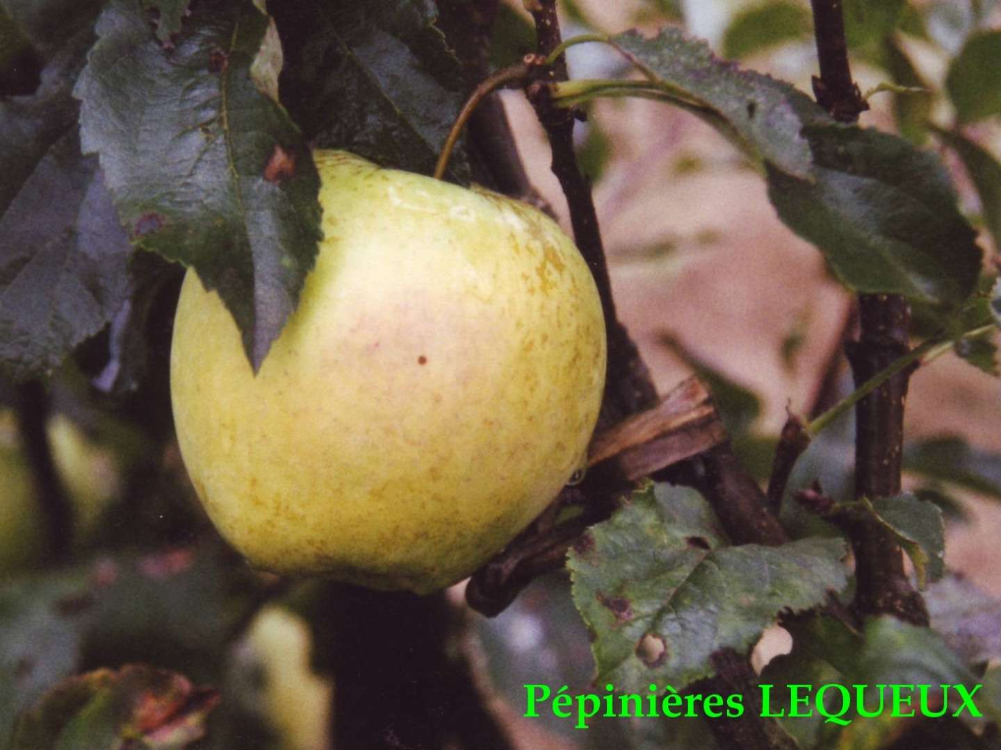 GOLDEN DELICIOUS